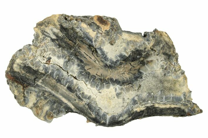 Mammoth Molar Slice With Case - South Carolina #291235